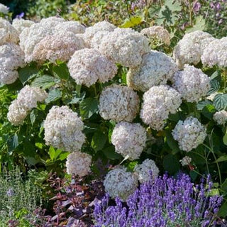 Hydrangea arborescens 'Candybelle Marshmallow'