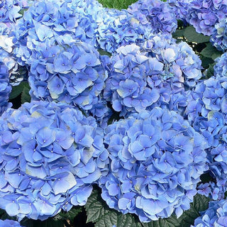 Hydrangea macrophylla ‘Early Blue'