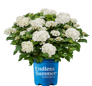 Hydrangea macrophylla ‘Endless Summer DreamCloud’
