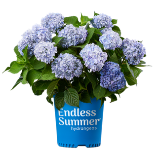 Hydrangea macrophylla ‘Endless Summer Original’