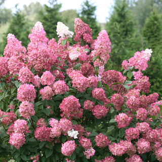 Hydrangea paniculata 'Fire Light'