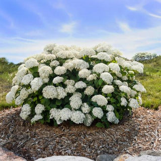 Hydrangea arborescens 'FlowerFull'