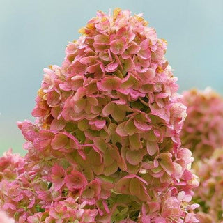 Hydrangea paniculata 'Fraise Melba'