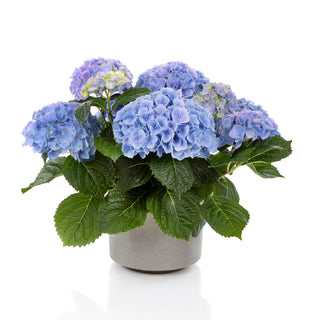 Hydrangea macrophylla ‘Hi River'