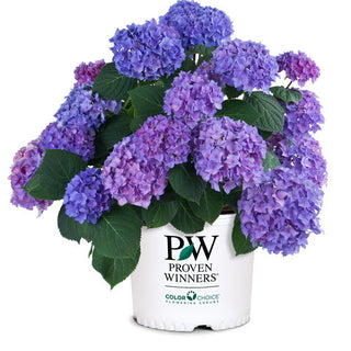 Hydrangea macrophylla ‘Let’s Dance Rhythmic Blue’