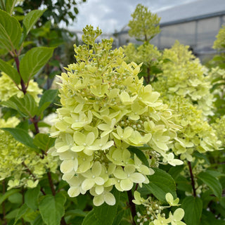 Hydrangea paniculata 'Limelight Prime'