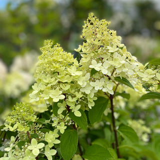 Hydrangea paniculata 'Limelight Prime'