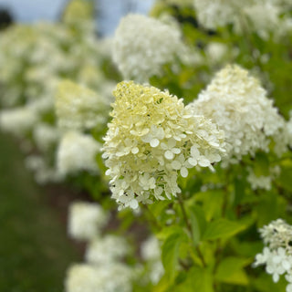 Hydrangea paniculata 'Limelight'