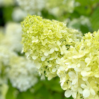 Hydrangea paniculata 'Limelight'