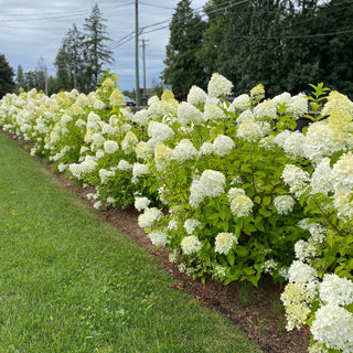 Hydrangea paniculata 'Limelight'