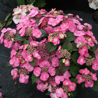 Hydrangea serrata 'Tuff Stuff'