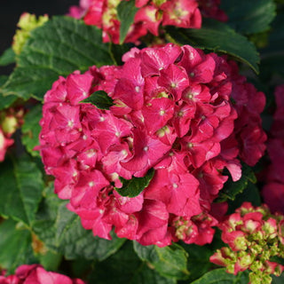 Hydrangea macrophylla ‘Wee Bit Grumpy’