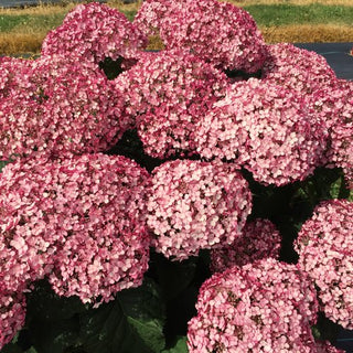 Hydrangea arborescens ‘Incrediball Blush’
