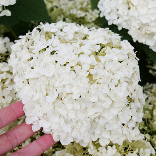 Hydrangea arborescens ‘Invincibelle Wee White 2.0’