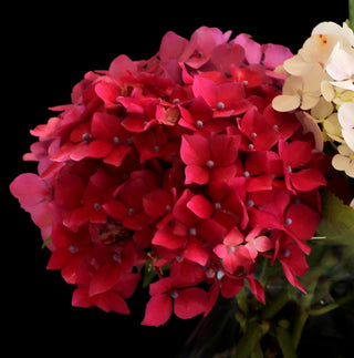 Hydrangea macrophylla ‘Glowing Embers’