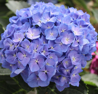 Hydrangea macrophylla ‘Nikko Blue’