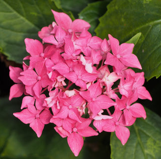 Hydrangea macrophylla ‘Tovelit’