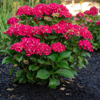 Hydrangea macrophylla ‘Drama Queen’