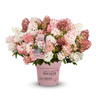 Hydrangea paniculata ‘Groundbreaker Blush’