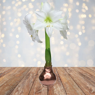 Amaryllis Waxed White