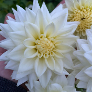 Dahlia ‘Ferncliff Snowstorm’