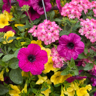 Rise and Shine Moss Hanging Basket