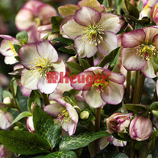 Hellebore ‘Maddy Marble’