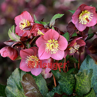 Hellebore ‘Meghan Marble’