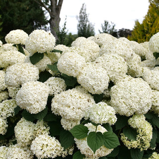 Hydrangea arborescens ‘Incrediball Storm Proof'