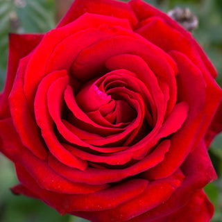 Rose ‘Ingrid Bergman’