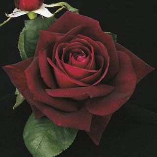 Close-up of a red rose with green leaves on a black background