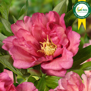 Peony Hillary