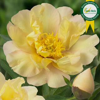 Lemon Dream Peony