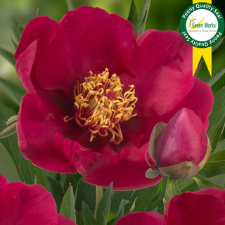 Tolomeo Peony