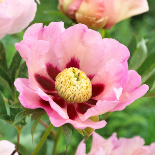 Peony Pastel Splendor