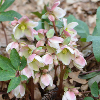 Hellebore ‘Ivory Prince’