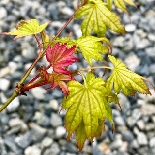 Acer palmatum ‘First Ghost’