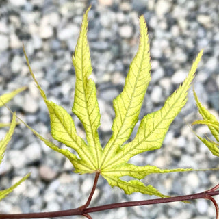 Acer palmatum ‘Grandma Ghost'