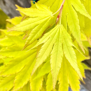 Acer shirasawanum ‘Jordan'