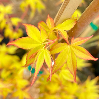 Acer palmatum ‘Katsura'