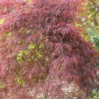 Acer palmatum var. dissectum 'Red Filigree Lace'