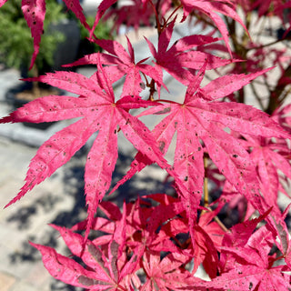 Acer palmatum 'Shirazz'