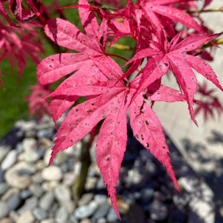 Acer palmatum 'Shirazz'