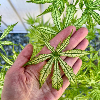 Acer palmatum 'White Peaches'