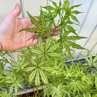 Acer palmatum 'White Peaches'