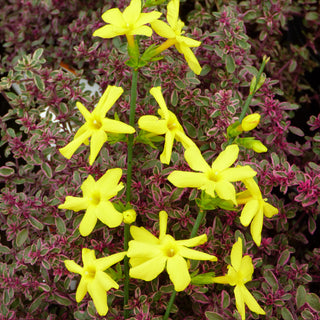 Jasminum Nudiflorum