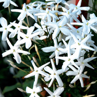 Jasminum Officinale