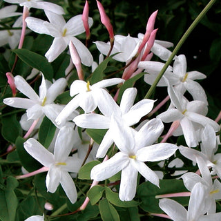 Jasminum Polyanthum