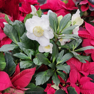 Hellebore ‘Jasper’