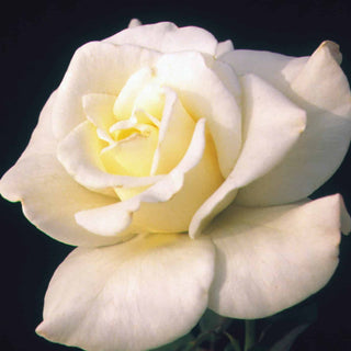 Rose ‘John F Kennedy’